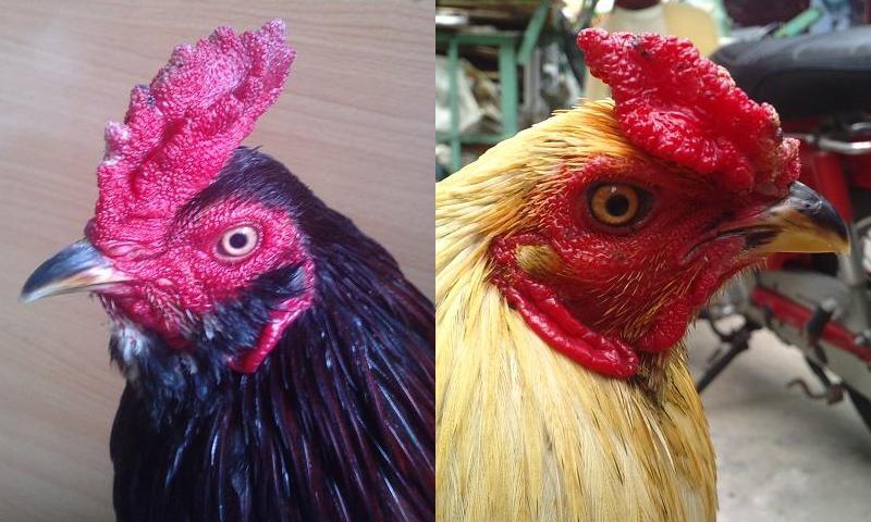 Mồng Và Sức Khỏe Gà Chọi