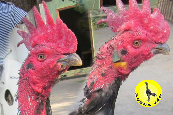 Quy Định Về Cắt Tỉa Mồng (Dubbing)