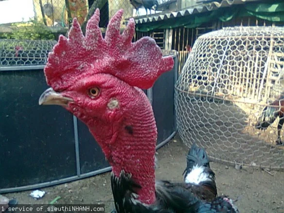 Mồng Lá (Single Comb)