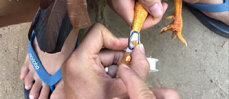 Cách 3: Lên Cựa Bằng Ống Nhựa