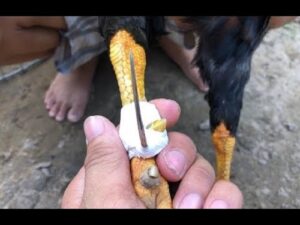 Lên Cựa Gà Chọi Là Gì?