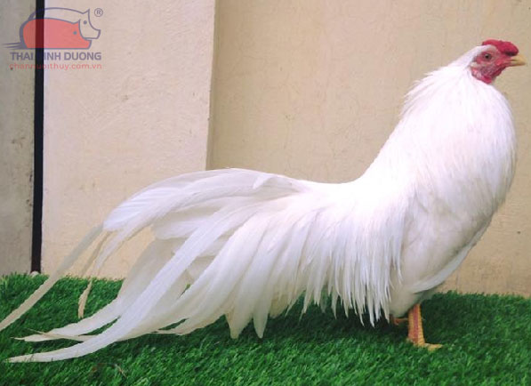 Dinh Dưỡng Và Thức Ăn Cho Gà Tre Philippines