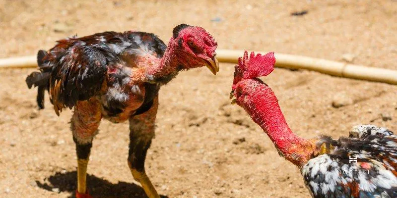 Bảng Giá Gà Chiến Theo Từng Loại