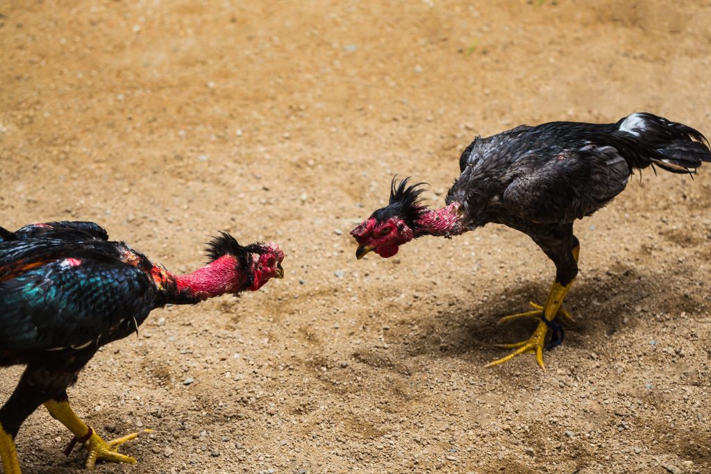 Công Nghệ Trong Đá Gà Hiện Đại
