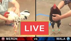 Tổng Quan Về Đá Gà CPC 2025