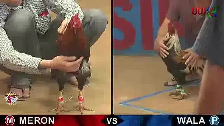 Cách Xem Đá Gà CPC Trực Tiếp