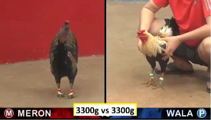 Chiến Thuật Phân Tích Gà CPC Hiệu Quả