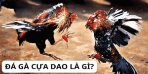 Đá gà Cựa dao là gì