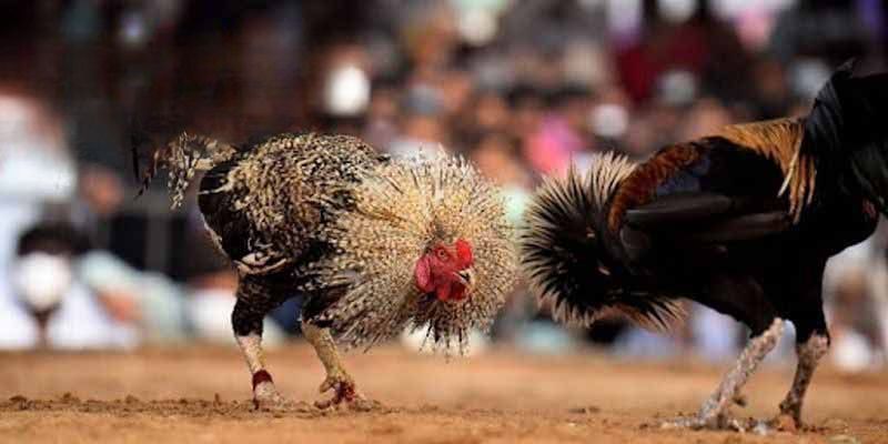 Luật Chơi Và Quy Định Cụ Thể